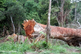 Hombre muere por &aacute;rbol 