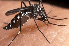 Los casos de dengue han ido al alza debido a las modificaciones al cambio clim&aacute;tico en todo el mundo