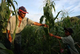 Productores de ma&iacute;z