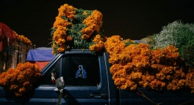 #D&iacute;aDeMuertos Inicia venta de flor de muerto en Central de Abasto