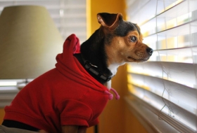 A los perros les encanta la compa&ntilde;&iacute;a de los humanos.