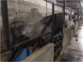 Se aseguraron 2 caballos de la casa Pedro Domecq, robados hace unos d&iacute;as, animales ex&oacute;ticos, veh&iacute;culos y armas.