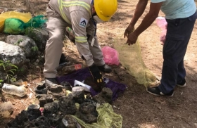 Amenaza a la vida silvestre tras hallazgo de cr&aacute;neos de cocodrilos.