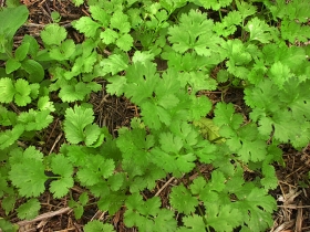 Proh&iacute;ben cilantro