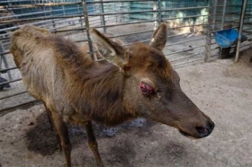 Piden una revisi&oacute;n al zool&oacute;gico ubicado en Tehuac&aacute;n, Puebla 