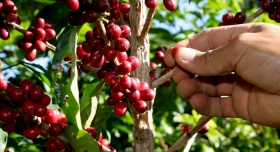 Productores son capacitados para evitar que los da&ntilde;os se incrementen  