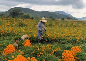Atlixco el municipio n&uacute;mero uno en producci&oacute;n de cempas&uacute;chil