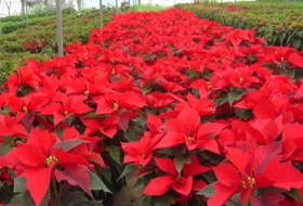 Producci&oacute;n de flores