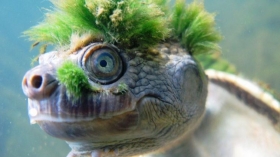 En los a&ntilde;os 1960 y 1970 esta tortuga era captura y vendida como una mascota.
