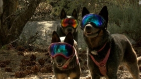 D&iacute;a Mundial del Perro 2020: 5 historias caninas felices para empezar bien la jornada
